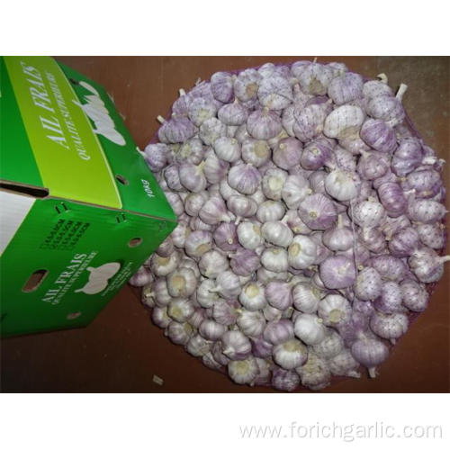 Hot Sale 2019 Normal White Garlic